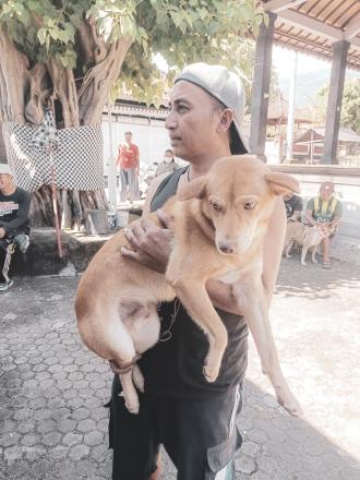 Kegiatan Vaksinasi Rabies di Wantilan Desa Sambirenteng ( Banjar Dinas Sambirenteng )